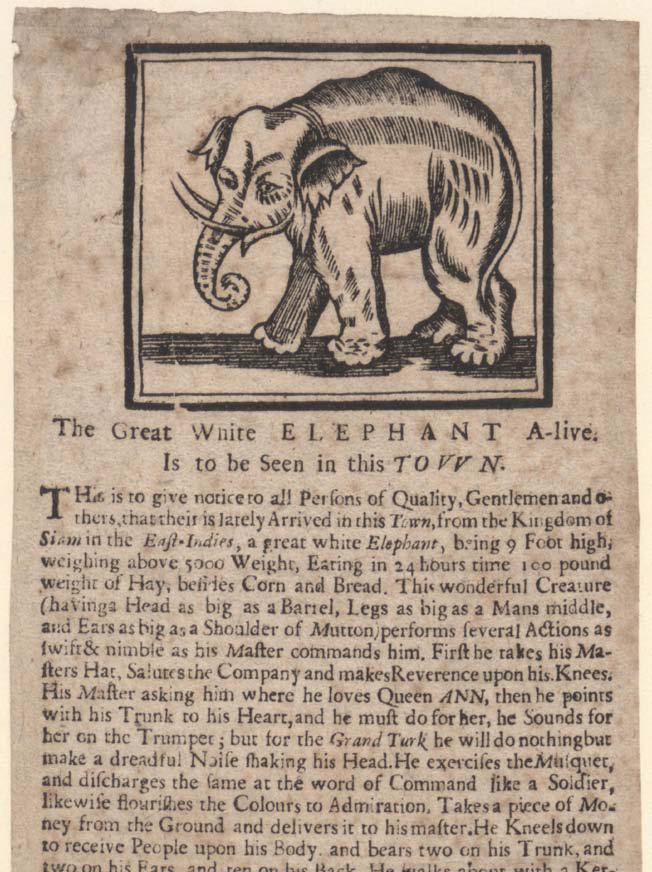 White Elephant