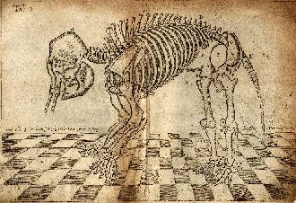 The Elephant of Dundee, without its clothes on, as engraved by Gilbert Orum- click to view full-size